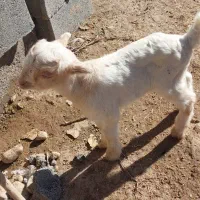 کهره ریزه شیری