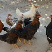 جوجه خروس و مرغ نژاد دار|حیوانات مزرعه|سیرجان, |دیوار