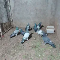 کفتر مفت مفت|پرنده|سده (خراسان جنوبی), |دیوار