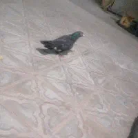 زاغ