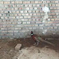 پرنده زینتی  فروش یا معاوضه