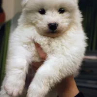 توله سامویید خرسی ۲۰ میلیون تومان ۲ ماهه