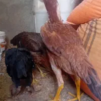 لاری اوشامو مرغ و خروس و جوجه از یک ماهه تا ۶ماهه