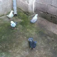 کبوتر  ۴ تا ماده  فروشی   دانه ای ۱۰۰