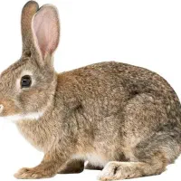 خرگوش  دوتا باهم