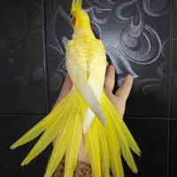 لوتینو زعفرونی