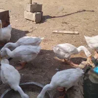 فروش غوقاز