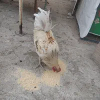 خروس چهل تاج|حیوانات مزرعه|ری, شهرک نظامی|دیوار