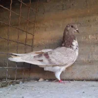 کفتر ۴تا غریب گیری|پرنده|ری, ولی آباد|دیوار