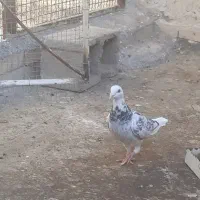 کبوتر سارفروشی