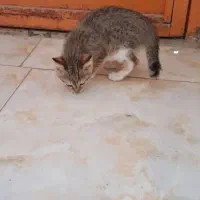 گربه|گربه|لاهیجان, لفمجان|دیوار