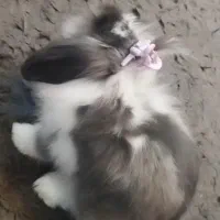 خرگوش بالغ لوپ عروسکی