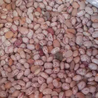 فروش لوبیا چیتی به قیمت عمده|خوردنی و آشامیدنی|شاهین‌شهر, مورچه خورت|دیوار