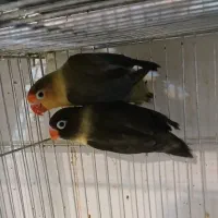 جفت کوتوله‌ مولد یووینگ و یقه زرد ماسکت با جوجه|پرنده|قم, مهر آباد|دیوار