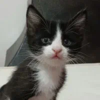 بچه گربه دوماهه پسر