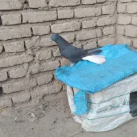 دم سفید ماده|پرنده|دزفول, |دیوار