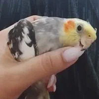 عروس هلندی نر