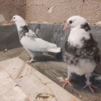 دو جوجه تازه پرور یک ماهه|پرنده|قم, پردیسان|دیوار