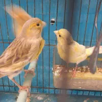 قناری ماده آماده ونر