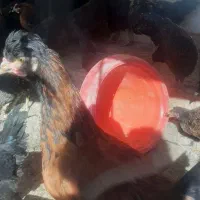 جوجه خروس|حیوانات مزرعه|ارسنجان, |دیوار