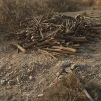 برش درخت با اره برقی