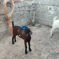 کهره|حیوانات مزرعه|قشم, |دیوار