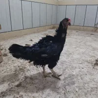 تخممرغ لاری|حیوانات مزرعه|گرگان, |دیوار