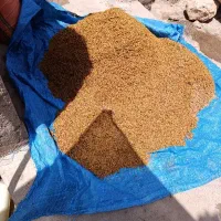 شلتوک  برنج. چمپا