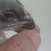 جوجه لاری یک ماهه
