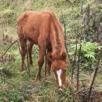 معاوضه هم انجام میدم با گوسفند چیزی ک به کارم بیاد|حیوانات مزرعه|نشتارود, |دیوار