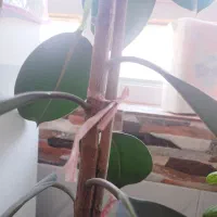 گل فیکوس|گل و گیاه طبیعی|خواف, |دیوار