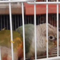 جفت زمانتی تخم وجوجه یک سالو هشت ماه|پرنده|مشهد, ابوذر|دیوار