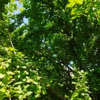 گوجه سبز آلوچه هلی گیلاس تکدانه