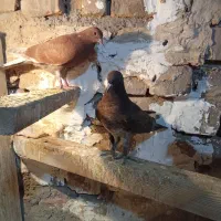 یک جفت جوجه کفتر مخلفه بوم ندیده پرشی|پرنده|کاشان, فاز ۲ ناجی آباد|دیوار