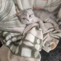 پانسیون خانگی گربه