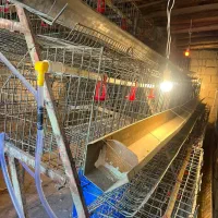 300 عدد قفس منبری مرغ تخمگذار