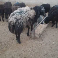 یک راس قوچ چالی چاق کار بلد