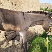 فروش کره الاغ نر