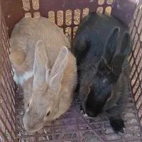 مرغ خروس  و خرگوش|موش و خرگوش|خواف, |دیوار