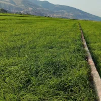 سرلاشه هاشمی معطر|خوردنی و آشامیدنی|رباطکریم, رباطکریم|دیوار