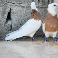 طوقی زرد خال سیاه|پرنده|خورموج, |دیوار