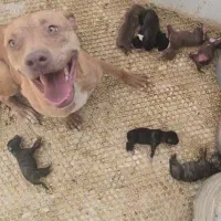 توله سگ بیتبول|سگ|زاهدان, |دیوار