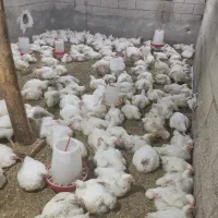 مرغ زنده زیر قیمت بازار