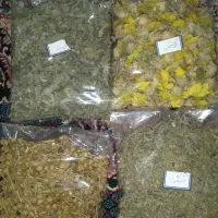 گیاه دارویی