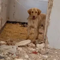 پژدر ماده|سگ|دهگلان, |دیوار