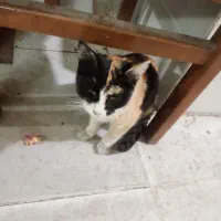 گربه ناز|گربه|اردبیل, |دیوار