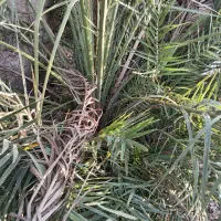 فروش پاجوش نخل