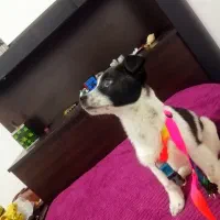 توله پاکوتاه لوسی