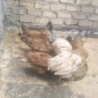 تعداد 8 عدد جوجه