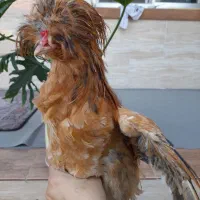 مرغ وخروس لهستانی
